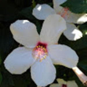 Meet your Posher, Cat